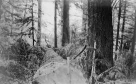 Logging, Aeroplane Spruce