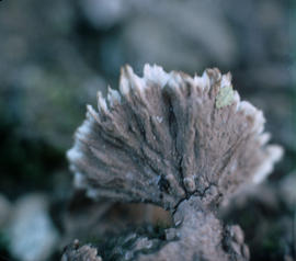 Stereum hirsutum, Musqueam Park