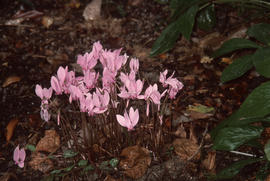 Cyclamen hederifolium