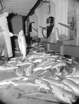 [A worker sorting salmon]