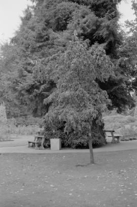 Cornus sp. (N.I.I.)