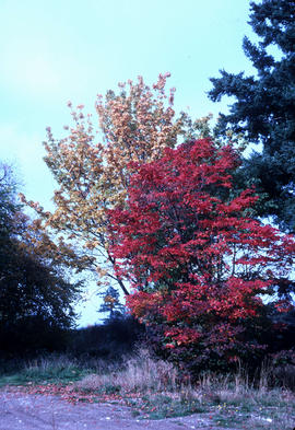 Acer circinatum / Acer macrophyllum