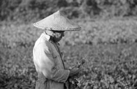 [Asian person in vegetable garden]