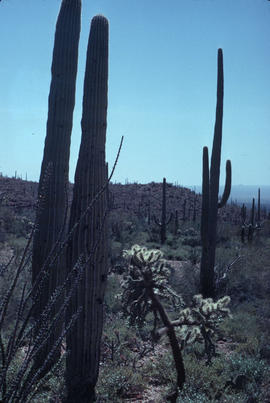 Saguaro and Cholla cactus