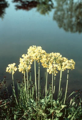 Primula florindae