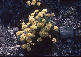 Saxifraga : Buttercup