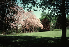 Gardens - United States : Longwood Gardens, Kennett Square, Pa.