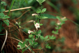 Serissa foetida Rubiaceae [at] West Hill Kunming China