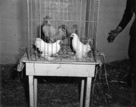 Chickens in cage