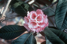 R[hododendron] sino-grande