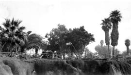 View of a cliff and a variety of trees