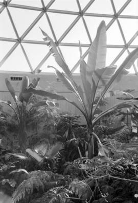 MacMillan Bloedel Conservatory