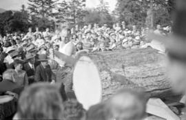 Logger sawing through Douglas fir during celebration of Golden Jubilee at Brockton Point