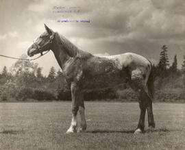 Horse at Minnekhada farm