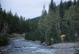 Relay & Tyaughton Creeks and our campsite