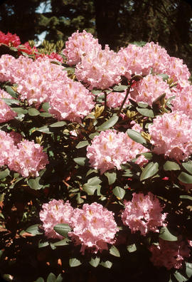Rhododendron everestianum