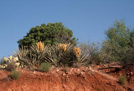 Yucca, roadside above Globe Ar[izona]