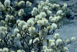 Fothergilla monticola [at] UBC Alpine garden