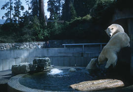 Polar bears Stanley Park