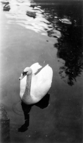A swan and ducks in the water