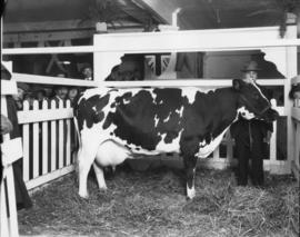 David Spencer Ltd. - Cow on exhibit