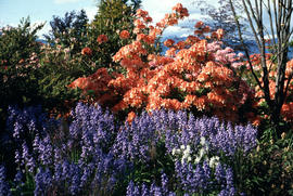 Landscape - bedding and borders : Azaleas, [Scilla non-scripta] : bluebells