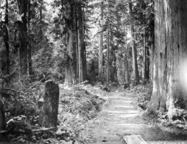 In the forest [at Stanley Park showing an old logging road and skids]