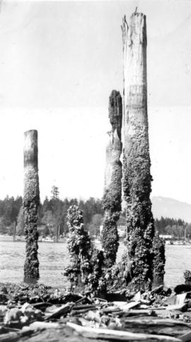 Pilings covered with barnacles