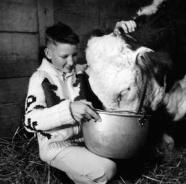 Boy with Hereford cattle