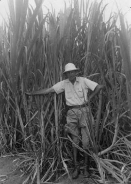 Frank Peto in safari outfit standing in sugar cane field