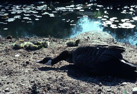 Wildlife : Canada Geese, Defence