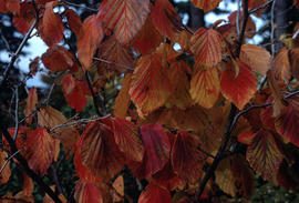 Hamamelis : copper beauty