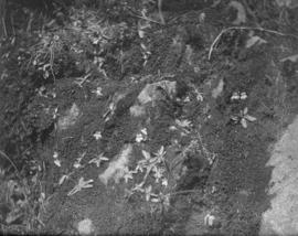 Butterwort (Pinguicula sp.) in situ