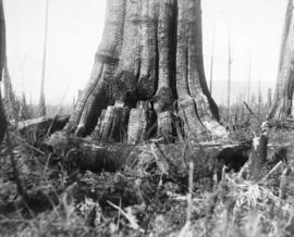[George H. Dawson, Land Surveyor inside a huge stump]