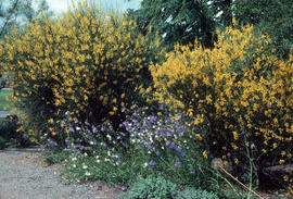 Spartum junceum [and] Campanula persifolia