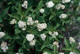 Ceanothus americanus