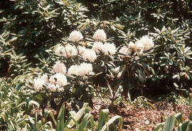 R[hododendron] maximum