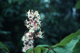 Aesculus hippocastanum