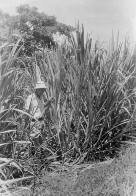 [Frank Peto?] standing in front of mature cane]