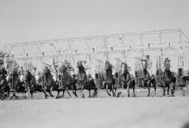 Race horses at Lansdown Park