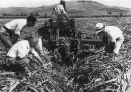 International TD 9 diesel farm machinery for harvesting sugarcane, in field, men looking on