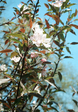 Malus : Cowichan