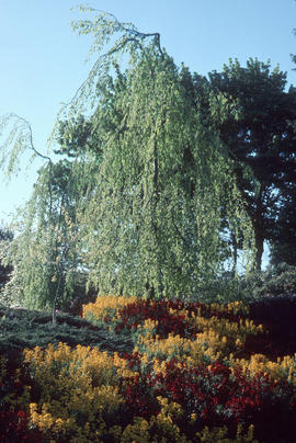 Fagus sylvatica Pendula