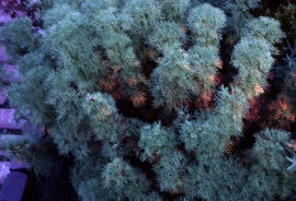 Artemisia abrotanum