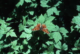Wildlife : Polygonia (anglewing butterfly), UBC Botanical Garden
