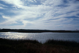 Habitat : Salt Marsh L[itch]field Beach S[outh] Carolina