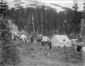 [Arrival of pack horses at B.C. Mountaineering Club camp in Garibaldi District]