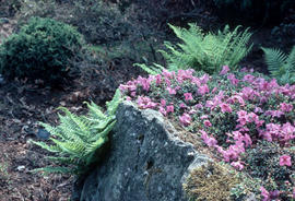 R[hododendron] calostrotum ssp keleticum, R[oyal] B[otanic] G[ardens] Edinburgh