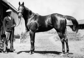 Horse and groom at Minnekhada farm