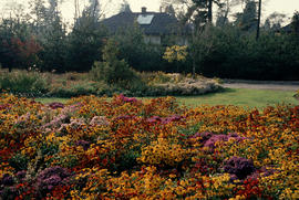 Alma VanDusen Garden : Rudbeckia